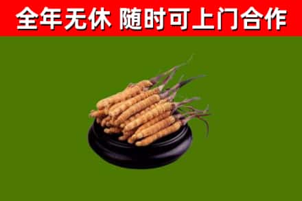绥化市烟酒回收冬虫夏草.jpg